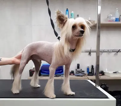 Happy Dog Gdańsk by Marta Kędra